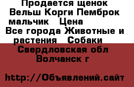 Продается щенок Вельш Корги Пемброк мальчик › Цена ­ 65 000 - Все города Животные и растения » Собаки   . Свердловская обл.,Волчанск г.